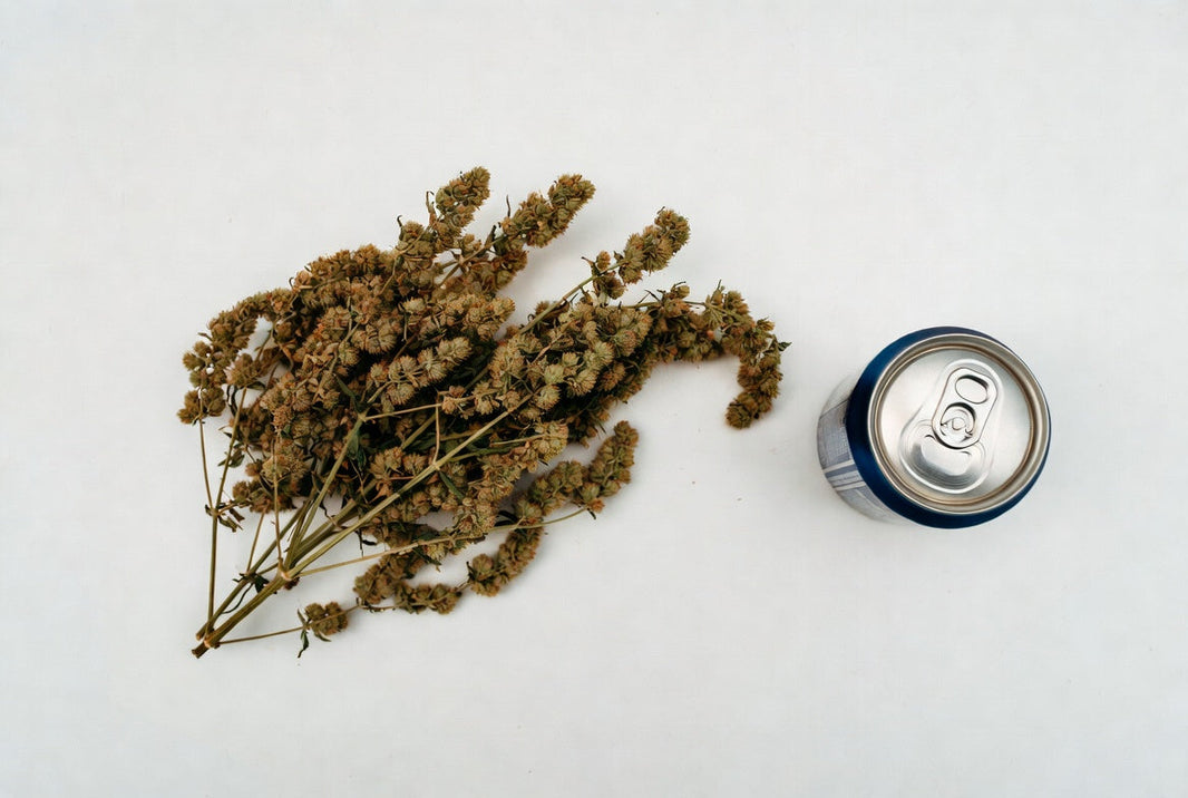 The Hemp-to-Can Process: What Happens Before the Beverage