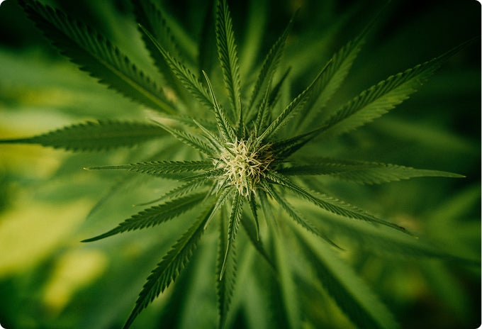 natural THC